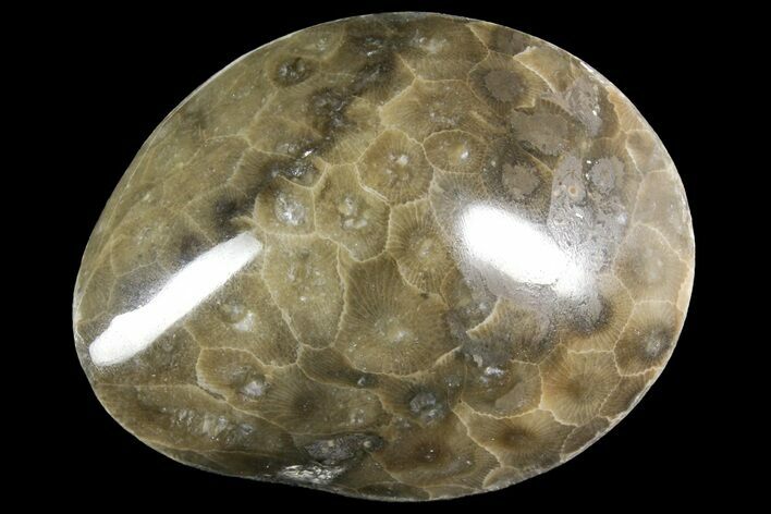 Polished Petoskey Stone (Fossil Coral) - Michigan #156119